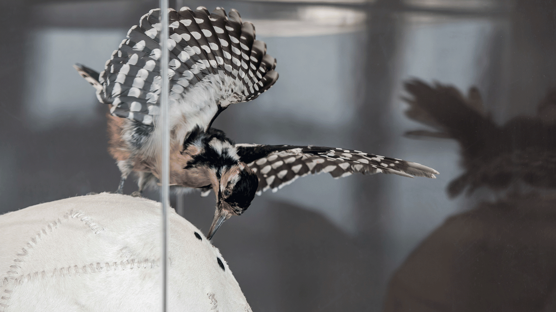 办公室-金麦道设计素材网www.ycpic (62).gif